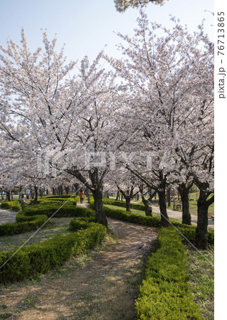 木 春 桜 76713865