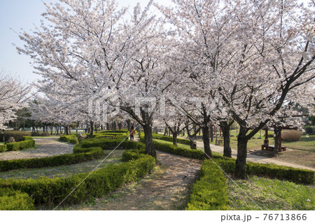 春 桜 万 76713866