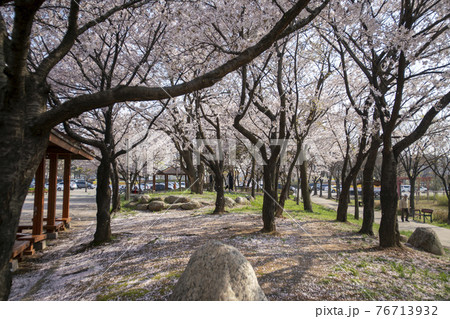 木 春 桜 76713932