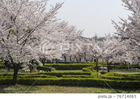春 桜 万 76714065