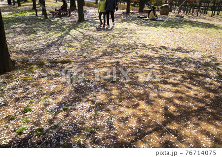 春 桜 万 76714075