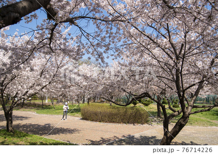 木 春 桜 76714226