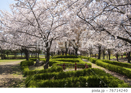 木 春 桜 76714240