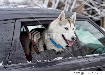 Sick dog stuck his head out of a car window 76714283