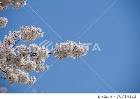 春 桜 万 76714322
