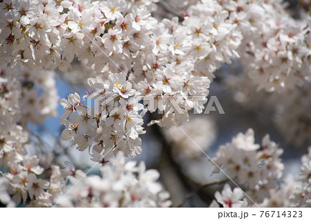 春 桜 万 76714323