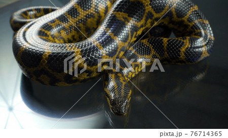 Photo of yellow anaconda with head on dark Photo of yellow anaconda with head on dark 76714365