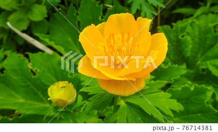 レブンキンバイソウ 76714381