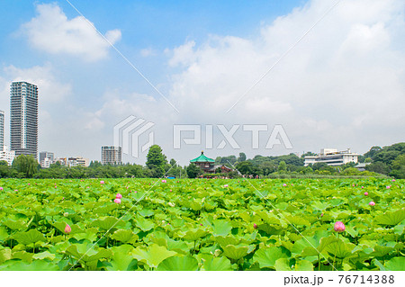 東京都 上野公園 不忍池 蓮の花 東京都 上野公園 不忍池 蓮の花 76714388