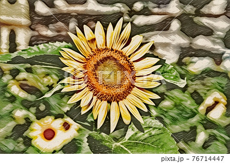 ひまわり畑 76714447