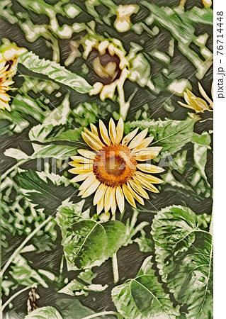 ひまわり畑 76714448