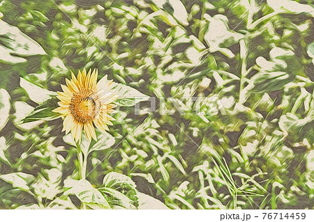 ひまわり畑 76714459