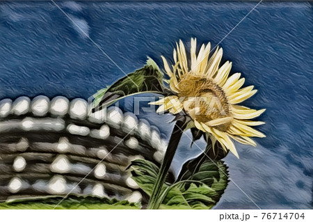 ひまわり畑 76714704