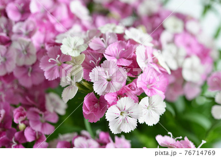 可憐な撫子の花 76714769