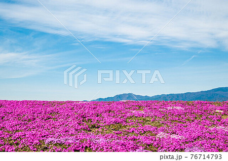 芝桜 芝桜 76714793