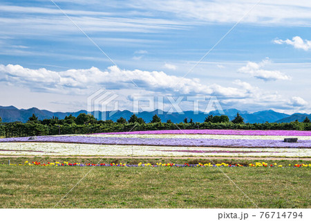 芝桜 塩尻方面 芝桜 塩尻方面 76714794