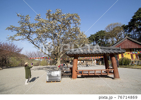 スポット 韓国 寺院 76714869