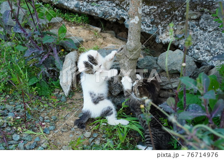 一歳になるキジトラ白のお兄ちゃん野良猫に見守られ遊ぶ可愛い子猫兄弟 76714976