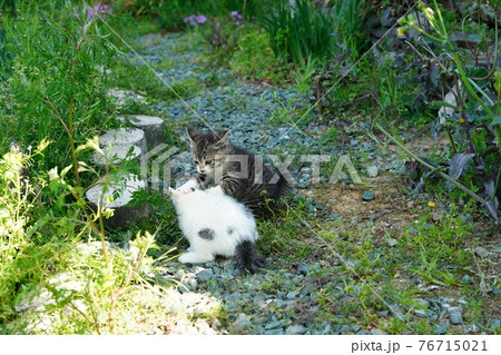一歳になるキジトラ白のお兄ちゃん野良猫に見守られ遊ぶ可愛い子猫兄弟 76715021