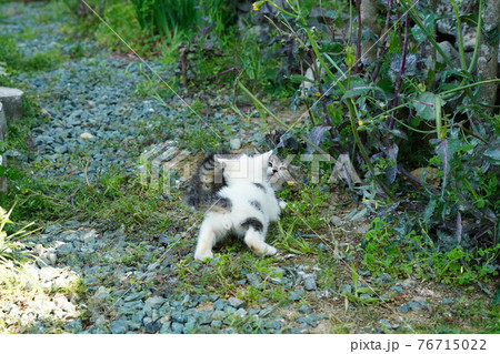 一歳になるキジトラ白のお兄ちゃん野良猫に見守られ遊ぶ可愛い子猫兄弟 76715022