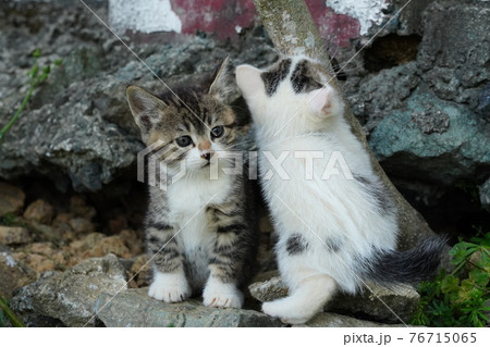 一歳になるキジトラ白のお兄ちゃん野良猫に見守られ遊ぶ可愛い子猫兄弟 一歳になるキジトラ白のお兄ちゃん野良猫に見守られ遊ぶ可愛い子猫兄弟 76715065
