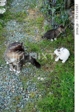 一歳になるキジトラ白のお兄ちゃん野良猫に見守られ遊ぶ可愛い子猫兄弟 一歳になるキジトラ白のお兄ちゃん野良猫に見守られ遊ぶ可愛い子猫兄弟 76715067