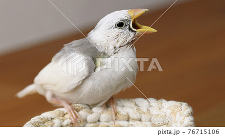 餌を催促して鳴く白文鳥のヒナの写真素材