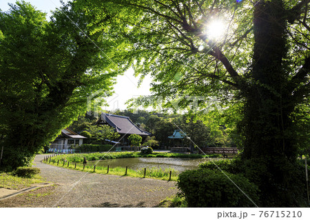 神奈川県横浜市金沢区の名刹・古刹の称名寺の新緑 76715210