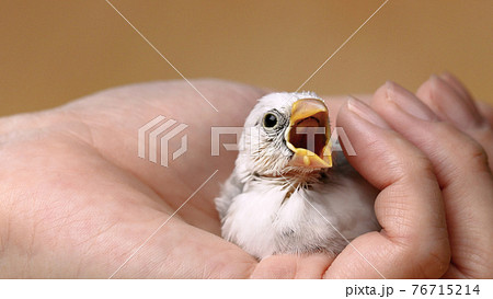 手の中で餌を催促する白文鳥のヒナ 76715214