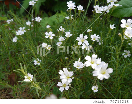 白い芝桜 白い芝桜 76715218