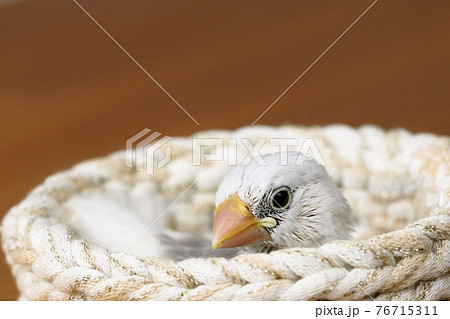 白文鳥のヒナ 76715311