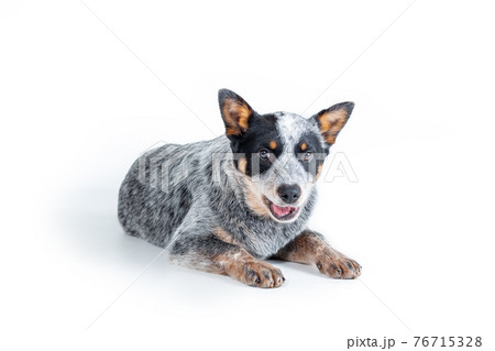 Cute blue heeler or australian cattle dog puppy lying down against white background Cute blue heeler or australian cattle dog puppy lying down against white background 76715328