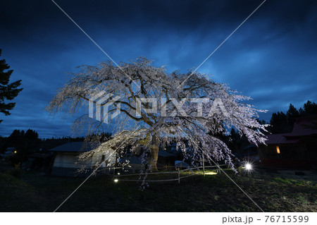 夕暮れの枝垂れ桜 76715599