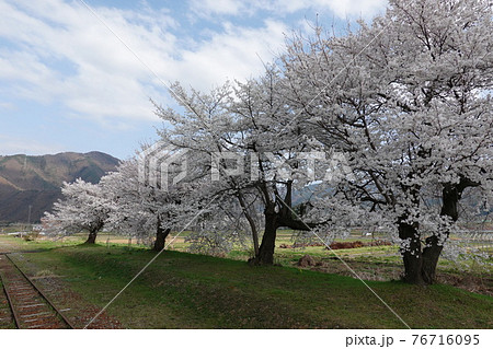 信濃川田駅跡の桜 76716095