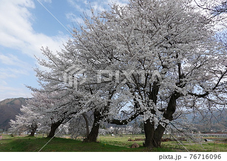 信濃川田駅跡の桜 76716096