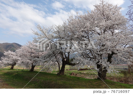 信濃川田駅跡の桜 76716097