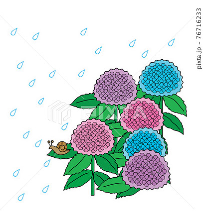 あじさい,イラスト あじさい,イラスト 76716233