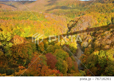 紅葉の城ヶ倉大橋 76716261