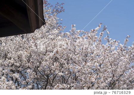 木 桜 花 76716329