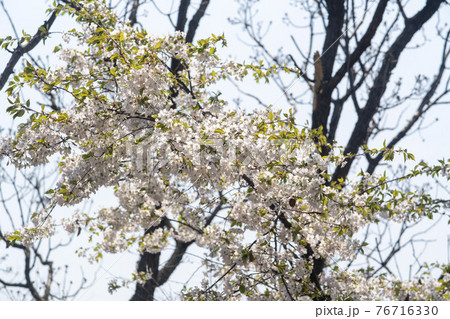 木 桜 花 76716330
