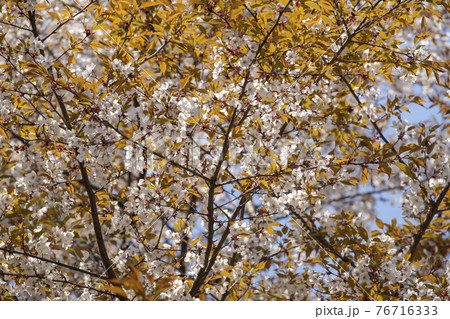 木 桜 花 76716333