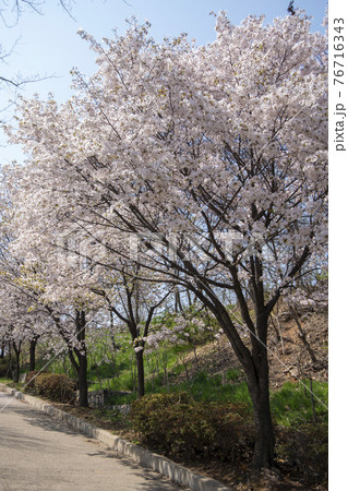 木 桜 花 76716343