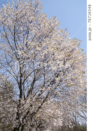 木 桜 花 76716348
