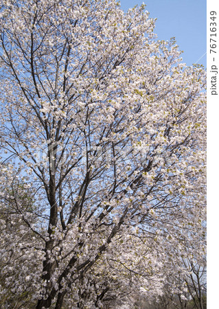木 桜 花 76716349