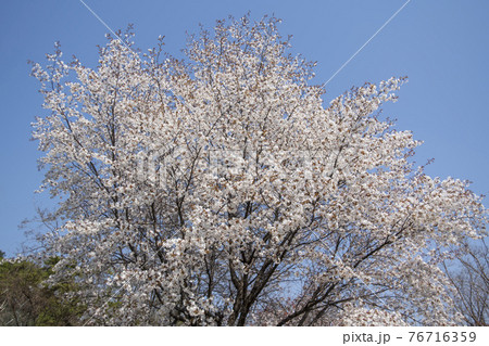木 桜 花 76716359