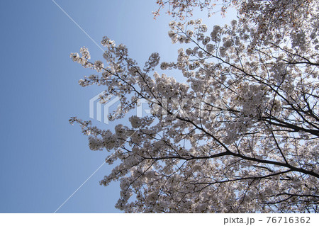木 桜 花 76716362