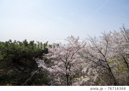 木 桜 花 76716368