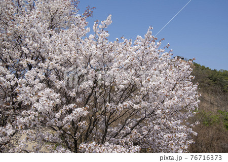 木 桜 花 76716373