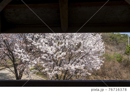木 桜 花 76716378