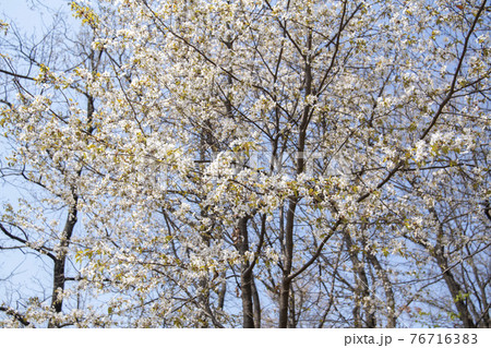 木 桜 花 76716383